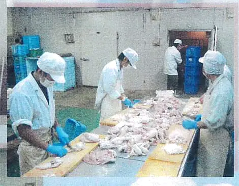作業台で一羽ずつ鶏を手ばらしする鳥勝の職人たち